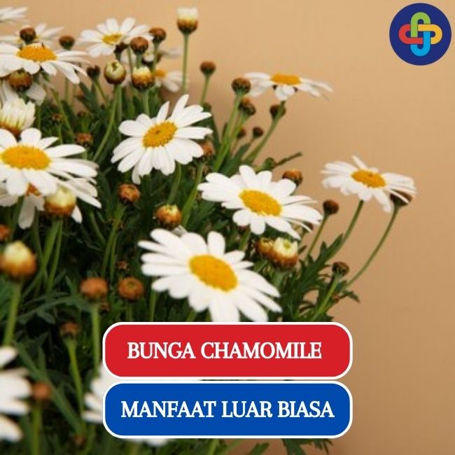 6 Manfaat Luar Biasa dari Bunga Chamomile untuk Kesehatan